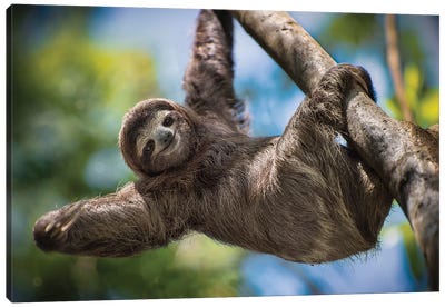 Hanging Out Canvas Art Print - Sloth Art
