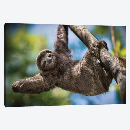 Hanging Out Canvas Print #JRP35} by Jonathan Ross Photography Canvas Art