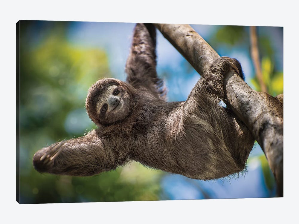 Hanging Out by Jonathan Ross Photography 1-piece Canvas Art