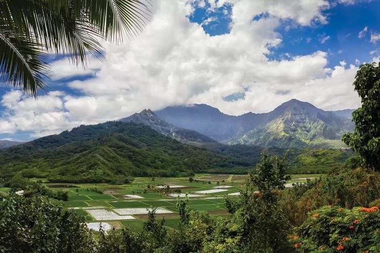Hawaiian Overlook