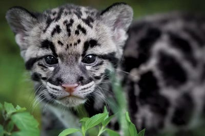 Leopard Cub by Jonathan Ross Photography framed wall art
