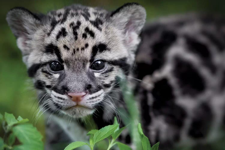 Leopard Cub by Jonathan Ross Photography wall art