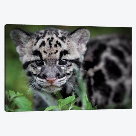 Leopard Cub Canvas Print #JRP41} by Jonathan Ross Photography Canvas Artwork