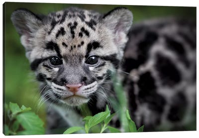 Leopard Cub Canvas Art Print - Jonathan Ross Photography