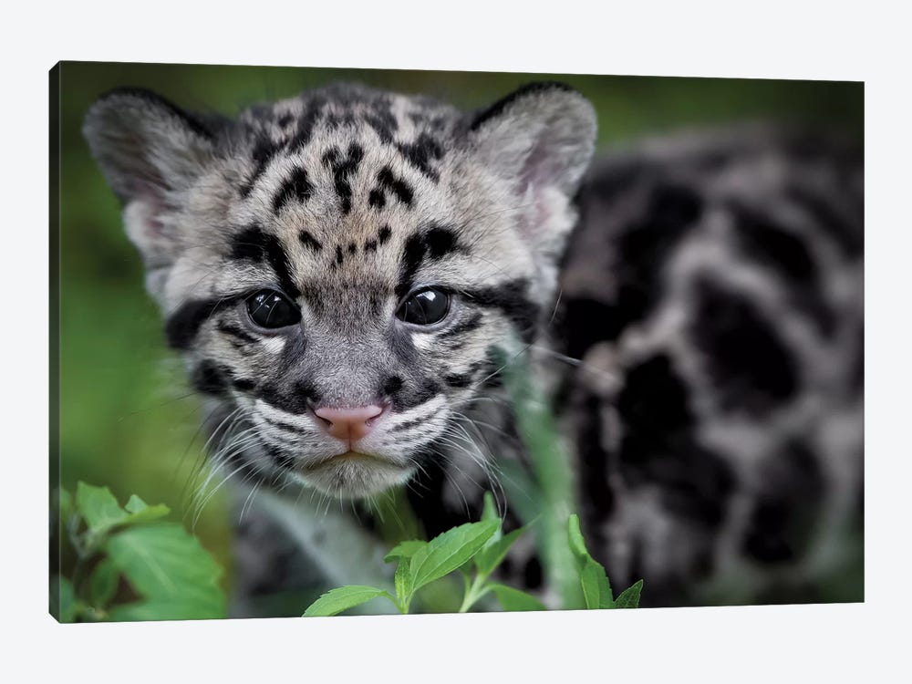 Leopard Cub by Jonathan Ross Photography 1-piece Art Print