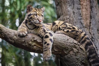 Leopard Stare by Jonathan Ross Photography framed wall art