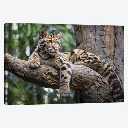 Leopard Stare Canvas Print #JRP42} by Jonathan Ross Photography Canvas Art