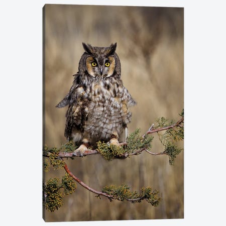 Look Who’s There Canvas Print #JRP44} by Jonathan Ross Photography Canvas Print