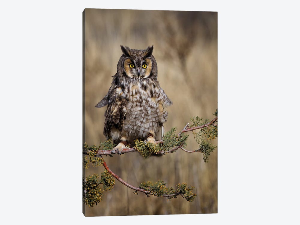 Look Who’s There by Jonathan Ross Photography 1-piece Canvas Wall Art