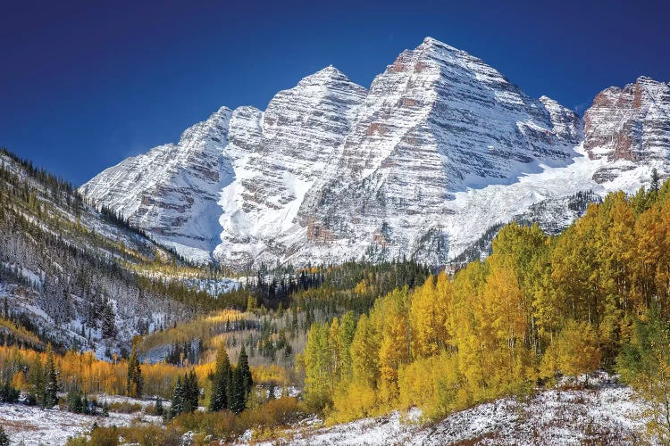 Aspen Peaks In Forest