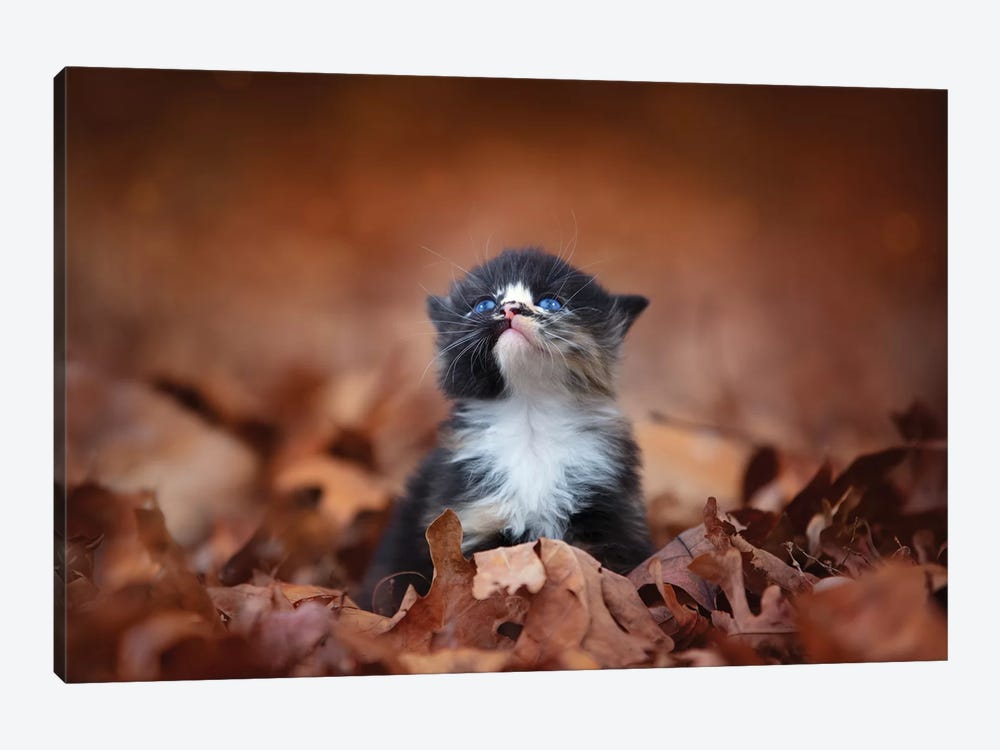 Meowing In The Leaves by Jonathan Ross Photography 1-piece Canvas Art Print