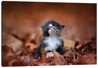 Meowing In The Leaves Canvas Art Print - Kitten Art