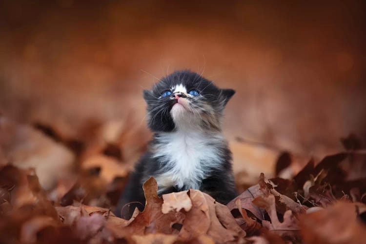 Meowing In The Leaves by Jonathan Ross Photography wall art