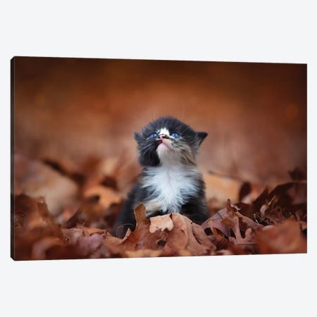Meowing In The Leaves Canvas Print #JRP50} by Jonathan Ross Photography Canvas Print