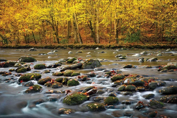 Mountain Stream In Autumn