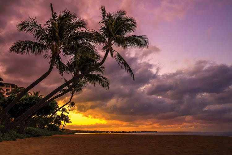 Palms At Sunset