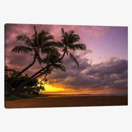 Palms At Sunset Canvas Print #JRP68} by Jonathan Ross Photography Canvas Wall Art