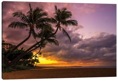 Palms At Sunset Canvas Art Print - Jonathan Ross Photography
