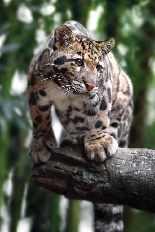 Ready To Pounce