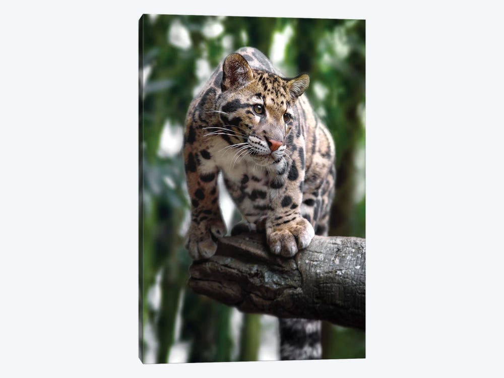Ready To Pounce by Jonathan Ross Photography 1-piece Art Print