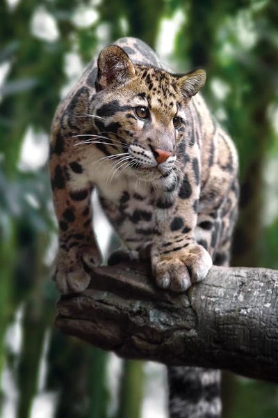 Ready To Pounce
