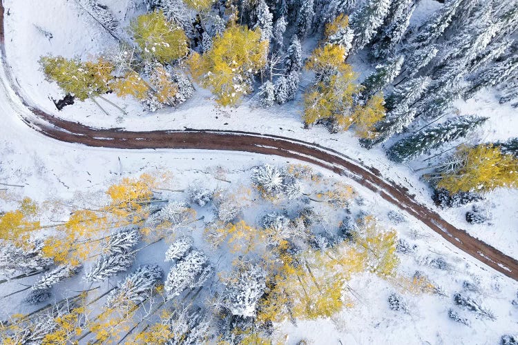 Roadway Through The Snowy Aspens