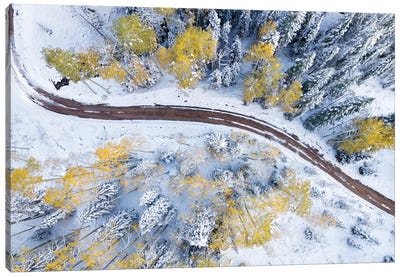 Roadway Through The Snowy Aspens Canvas Art Print - Jonathan Ross Photography