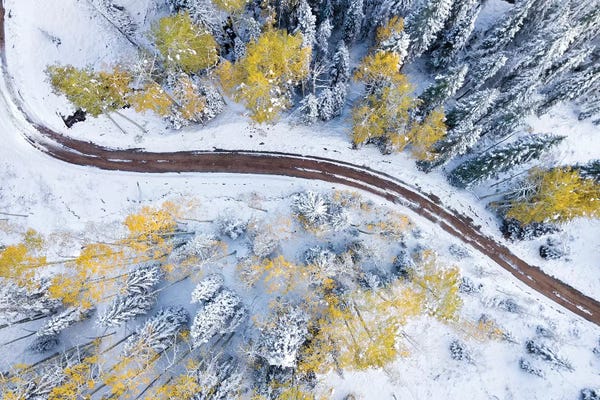 Roadway Through The Snowy Aspens