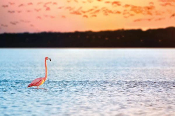 Jonathan Ross Photography: Standing Alone by Jonathan Ross Photography