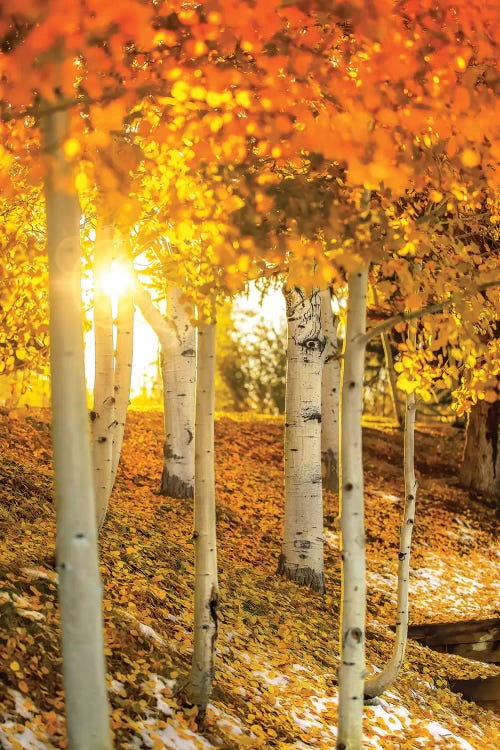 Sunburst Through The Aspens by Jonathan Ross Photography wall art
