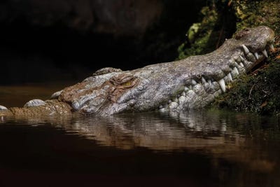 Calico Fall by Jonathan Ross Photography framed wall art