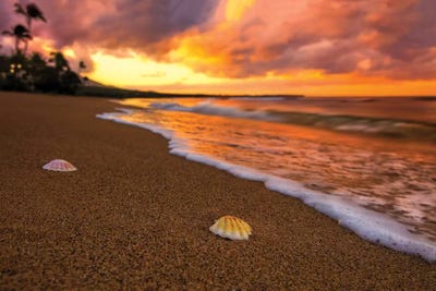Sunset Seashells by Jonathan Ross Photography framed wall art