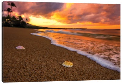 Sunset Seashells Canvas Art Print - Sea Shell Art