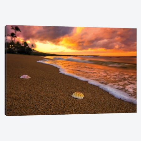 Sunset Seashells Canvas Print #JRP99} by Jonathan Ross Photography Canvas Print
