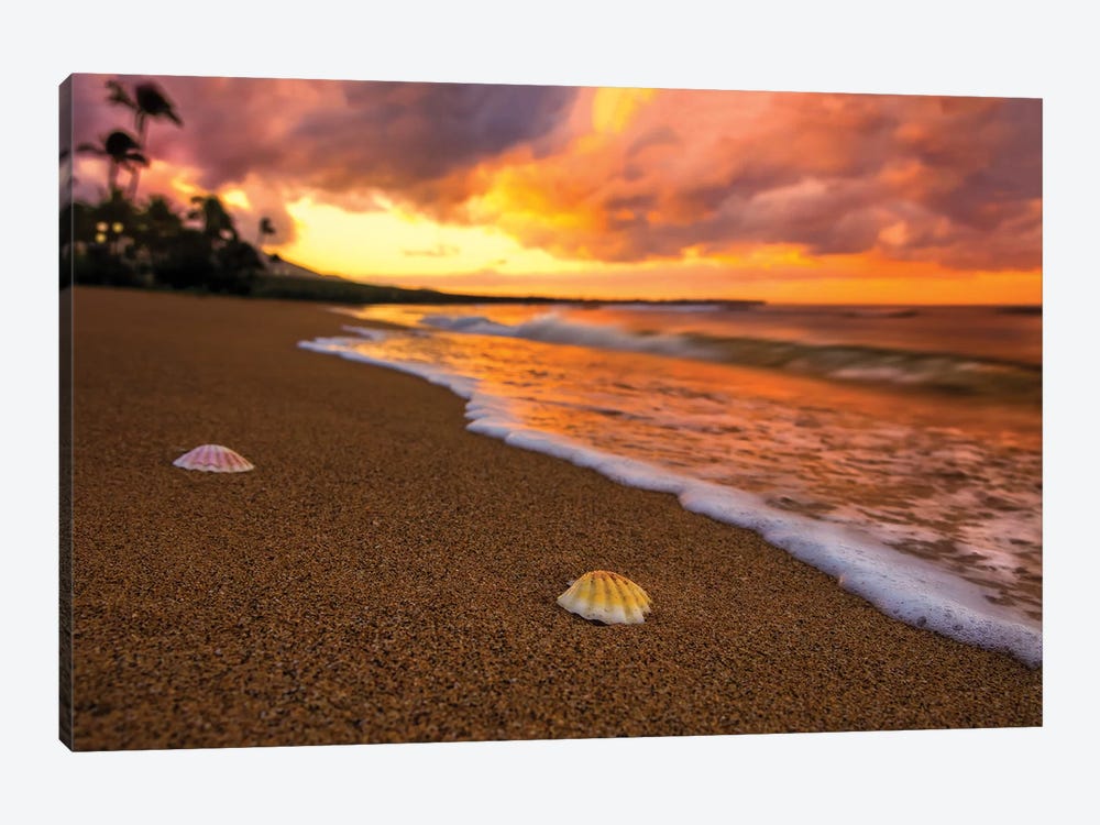 Sunset Seashells by Jonathan Ross Photography 1-piece Canvas Artwork