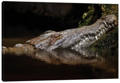 Calico Fall Canvas Art Print - Crocodile & Alligator Art