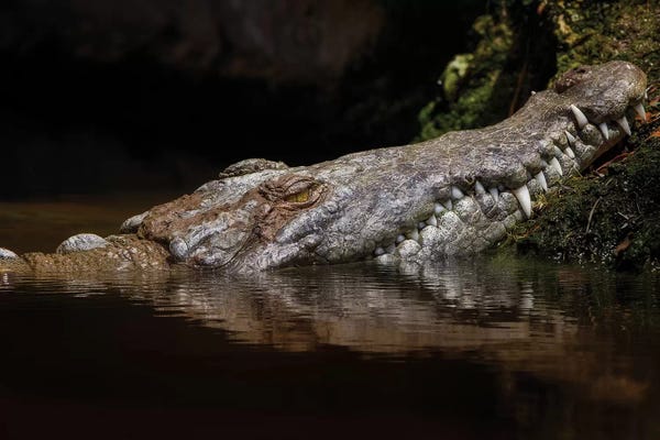 Alligators & Crocodiles: Calico Fall by Jonathan Ross Photography