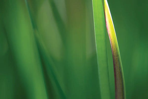 James Rodewald: Clean Green I by James Rodewald