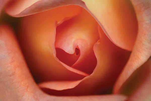 James Rodewald: Floral Rose by James Rodewald