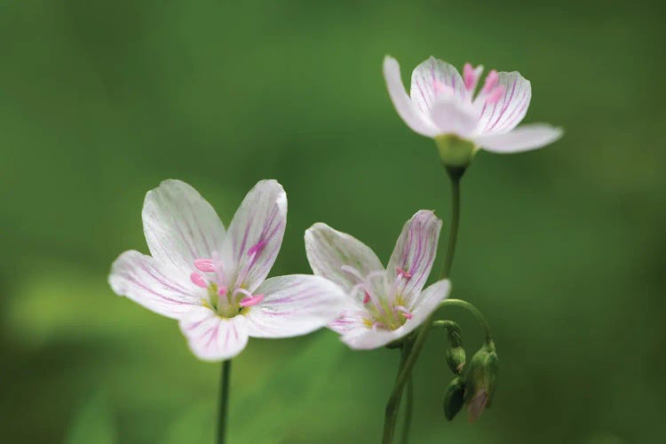 Floral Trio by James Rodewald wall art