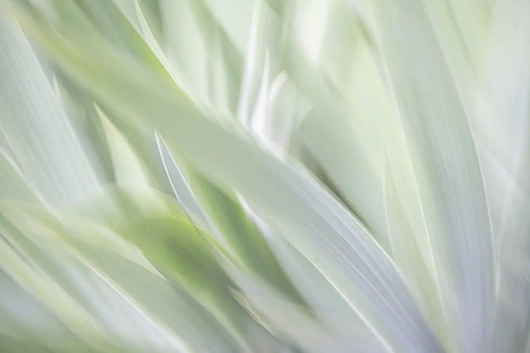 Floral Whiteout by James Rodewald wall art