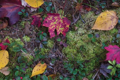 Letting Go by James Rodewald metal wall art