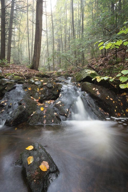 Mist In The Adirondacks II
