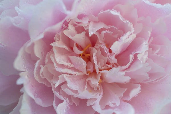 James Rodewald: Pink Beauty I by James Rodewald