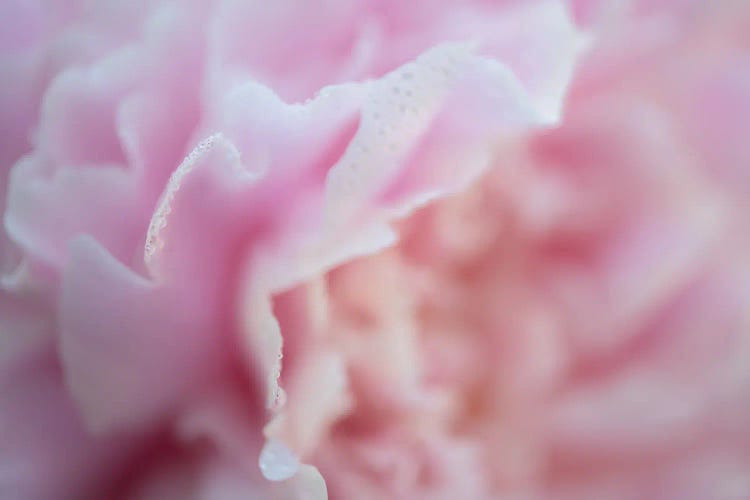 Pink Beauty II