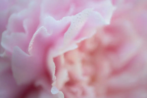 James Rodewald: Pink Beauty II by James Rodewald