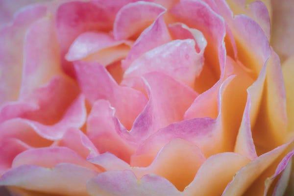 James Rodewald: Pink Floral by James Rodewald