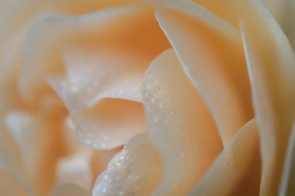 James Rodewald: Simple Floral by James Rodewald