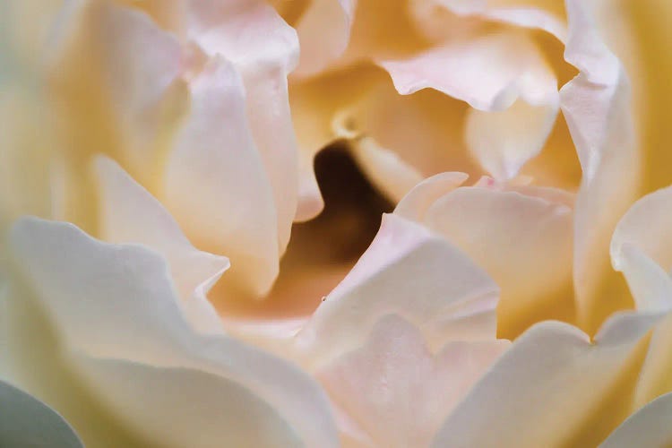 White Bud by James Rodewald wall art