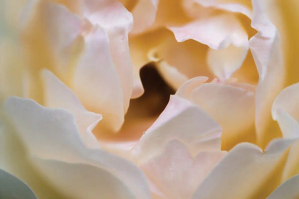 James Rodewald: White Bud by James Rodewald